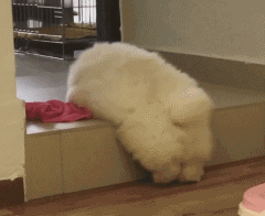 王思聪,柯尔鸭,羊驼