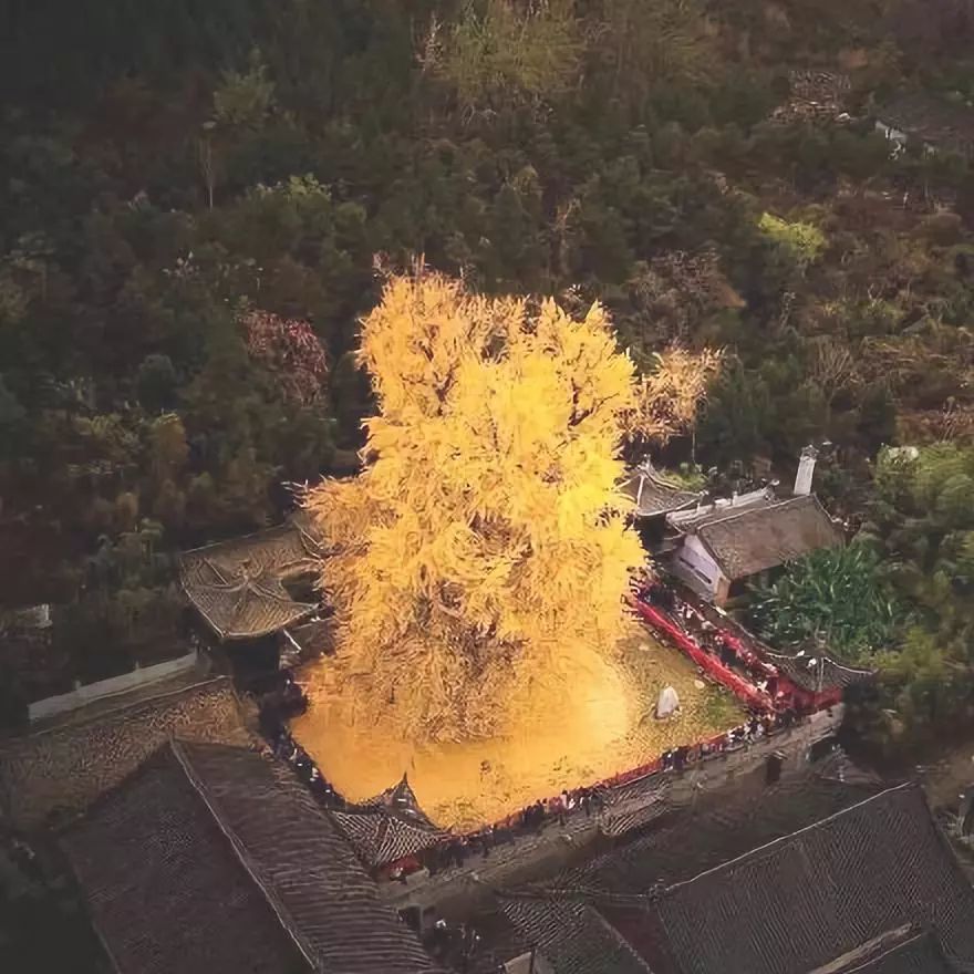 西安千年银杏古树火到外国,网站上被转4万次