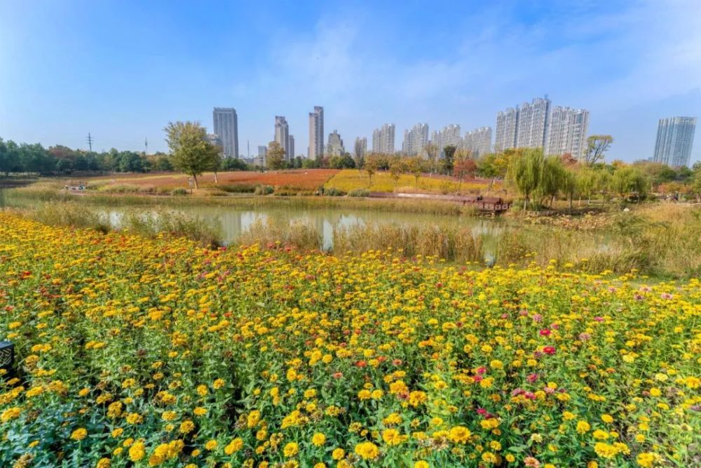 记者打卡合肥网红景点,带你领略秋之美景