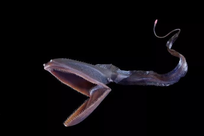 巨口鳗,这种外形诡异的深海鱼类属于囊鳃鳗目(saccopharyngiformes)