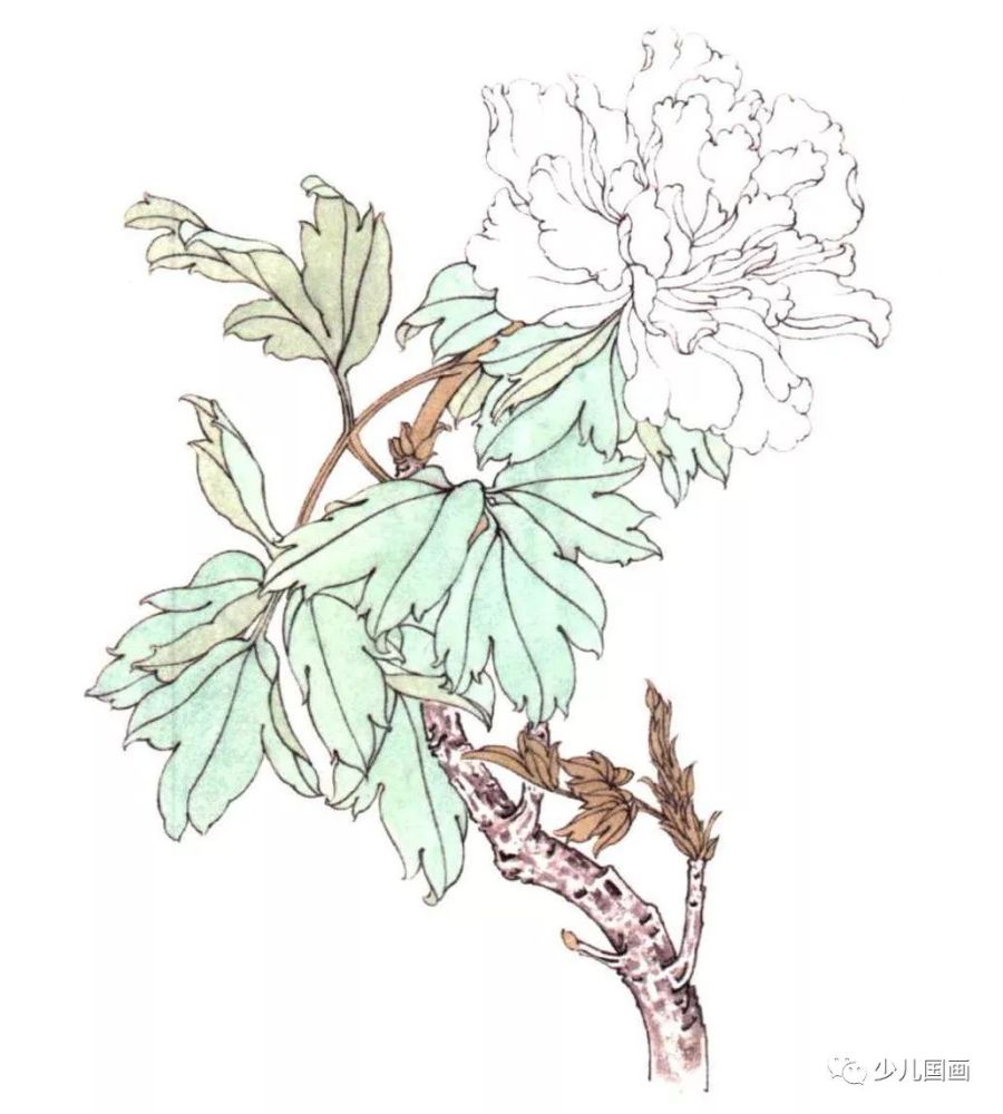 工笔画线描百花画谱.春夏篇:牡丹画法步骤
