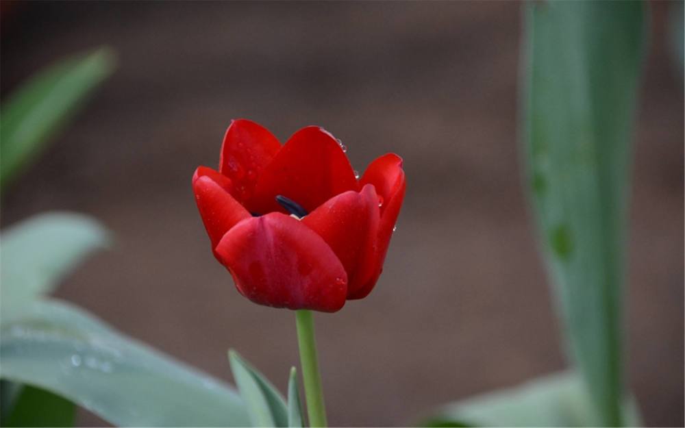 郁金香的花语和寓意