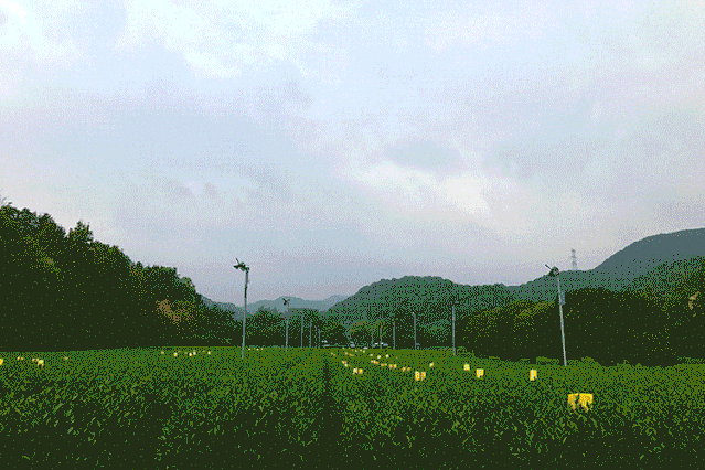 现在的梅灵南路可真美!