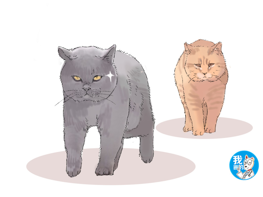 蓝猫离家出走后,再回来时带了一位伙伴,主人却不知该喜还是忧