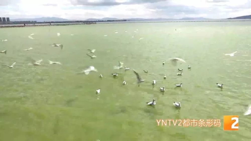 红嘴鸥迁徙新路线从昆明到俄罗斯,飞行最远的达8000公里!