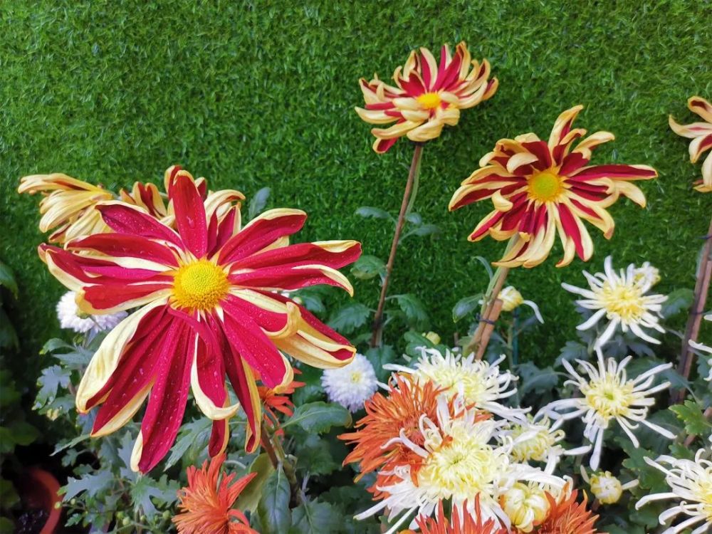 珍品菊展示 本届菊展展示的菊花品种逾千种,涵盖了菊花的5个瓣型,30个
