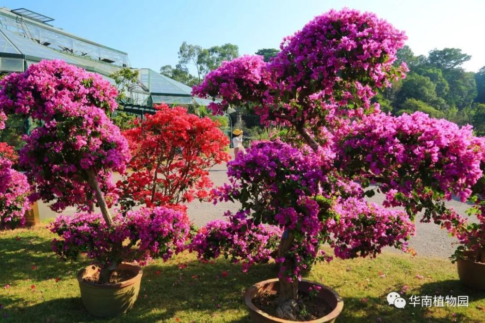 靓丽品种 我国栽培三角梅有100多年的历史 华南植物园1956年建园初始