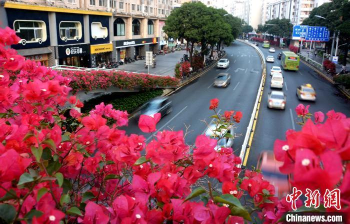 三角梅已成为漳州市一个特色花卉产业,种植面积已达2万多亩.