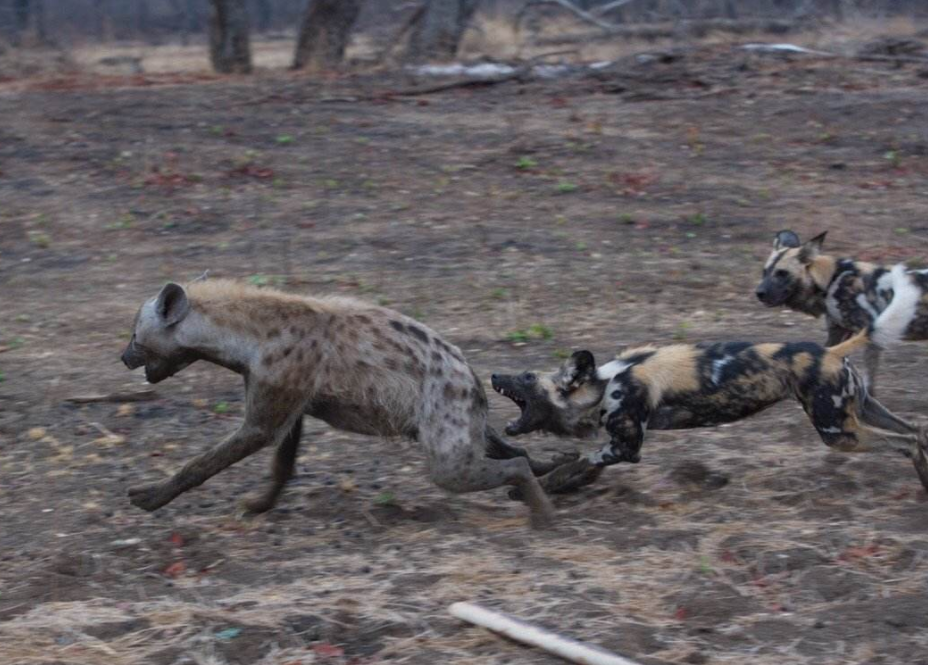鬣狗的天敌竟然是它?遇到之后只能认命,狮子都畏惧三分