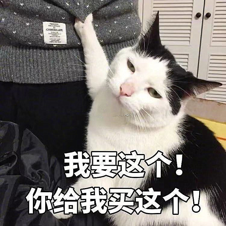 猫咪表情包:让我瞅瞅,这是哪来的小美人!