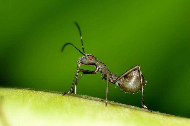 世界上奔跑最快的蚂蚁,肌肉收缩接近生理极限,像"在空中飞翔"