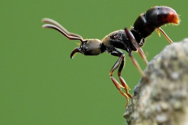 世界上奔跑最快的蚂蚁,肌肉收缩接近生理极限,像"在空中飞翔"