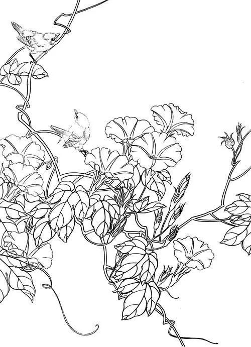 10种花卉高清白描线稿图片
