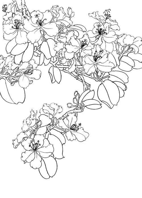 10种花卉高清白描线稿图片