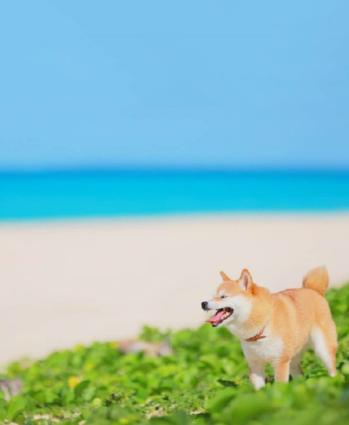 阳光灿烂的柴犬唯美壁纸,活力四射,软萌可爱