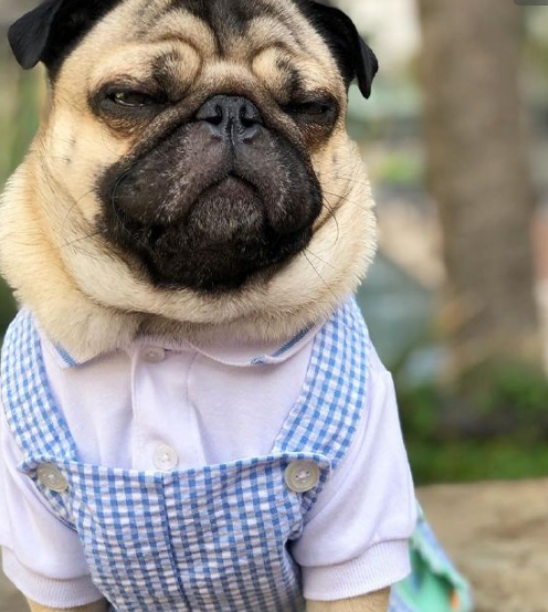 巴哥犬高清精美壁纸,可爱呆萌人见人爱