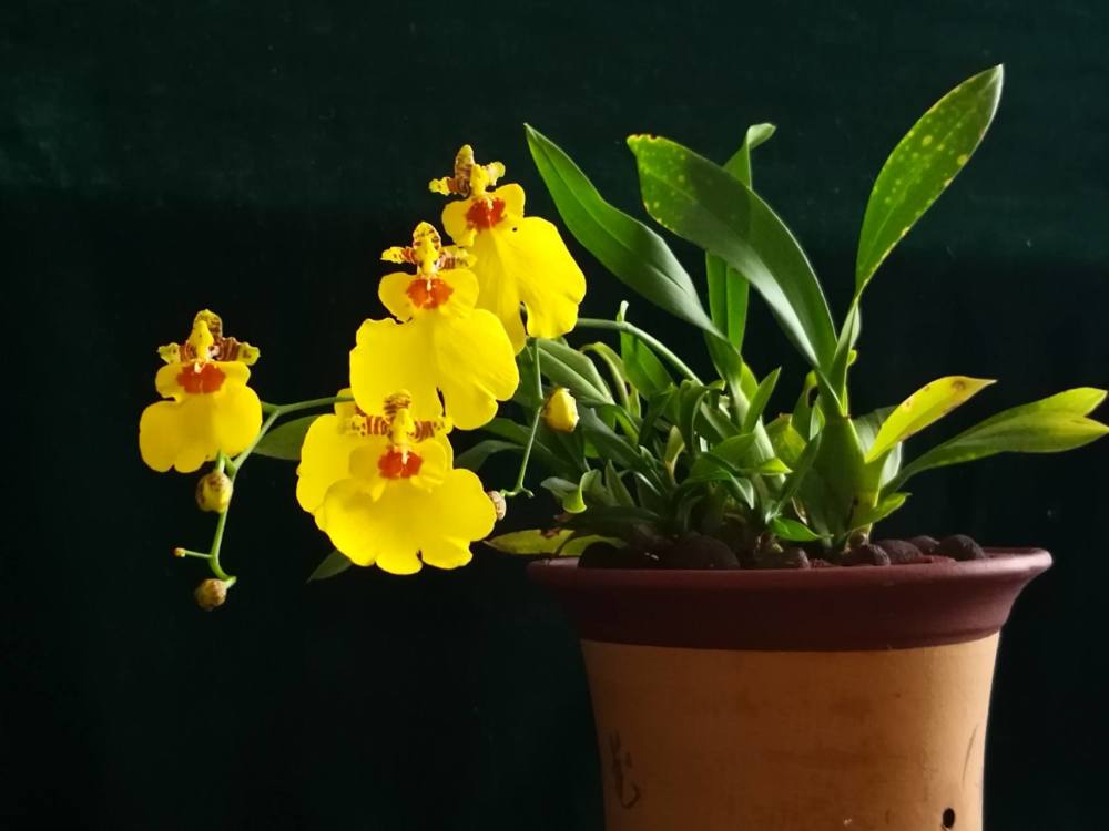 文心兰开花秀气,像是小蝴蝶,养护起来比兰花省心多了!