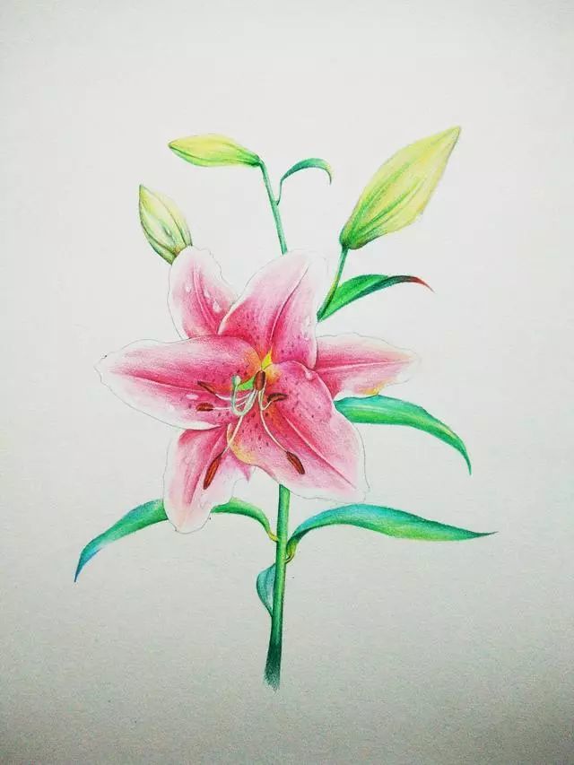 一朵有颜值的花,彩铅百合手绘教程