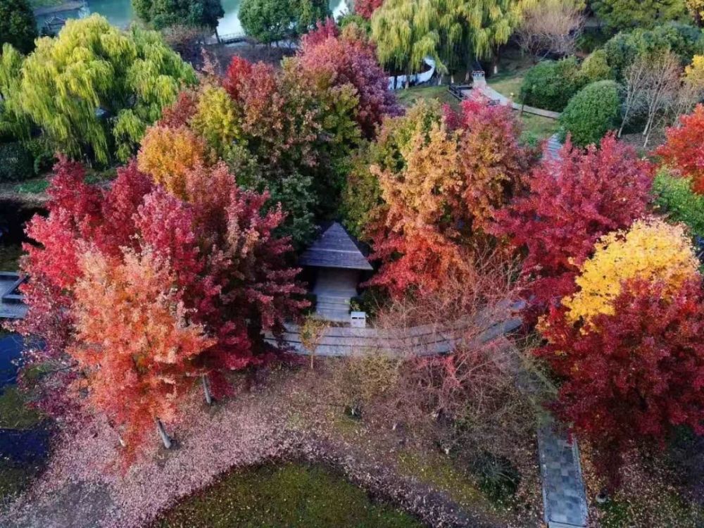 金灿灿,苏州,天平山,银杏,秋景