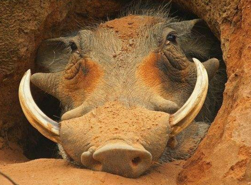 世界上战斗力最强的猪,天生就自带武器,长相却奇丑无比