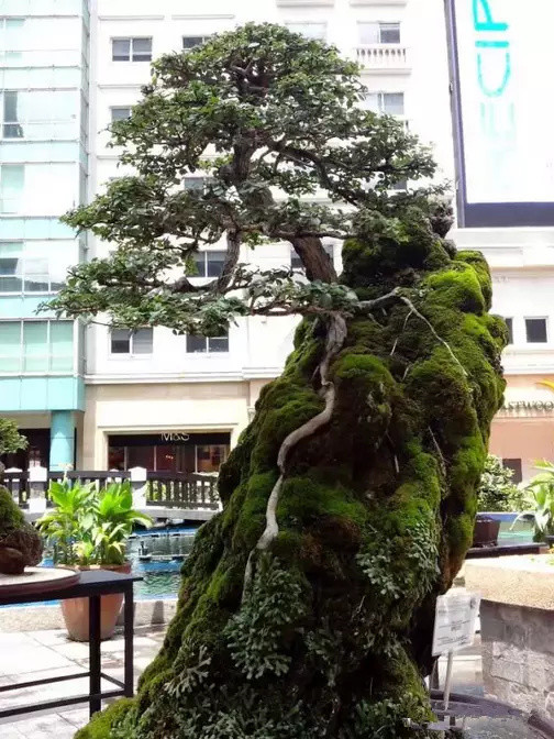 漂亮的附石盆景,令人爱不忍释