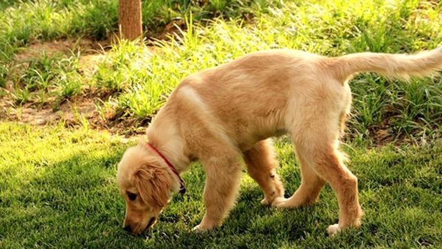 想训练狗狗定点大小便,它却不喜欢人工草坪,主人该怎么办?