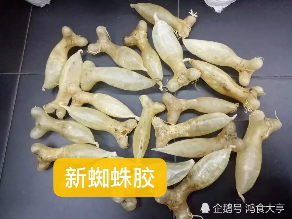 蜘蛛胶,鱼胶,金钱鳘鱼胶,大红鱼,鱼类