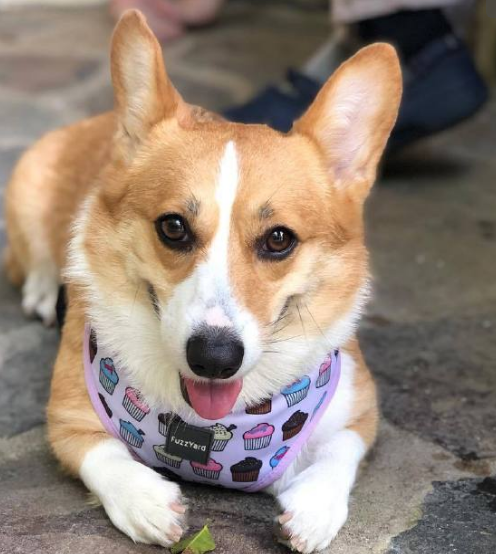 柯基犬精美壁纸,乖巧可爱的小短腿惹人喜爱