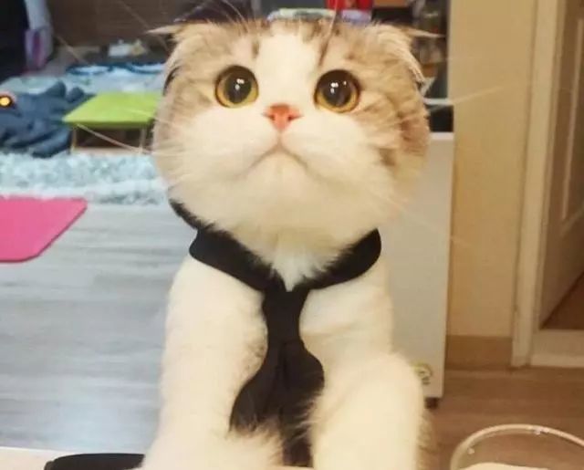 猫咪如此可爱,你是不是又心动了