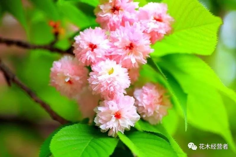 兼六园菊樱,樱花品种,日本樱花