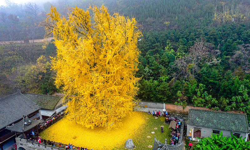 唐太宗手植银杏,屹立千年变成网红景点,免费观赏每日仅限3000人