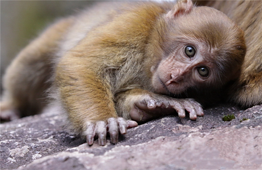 西藏巴松措出现像熊的猴子,头顶上一撮