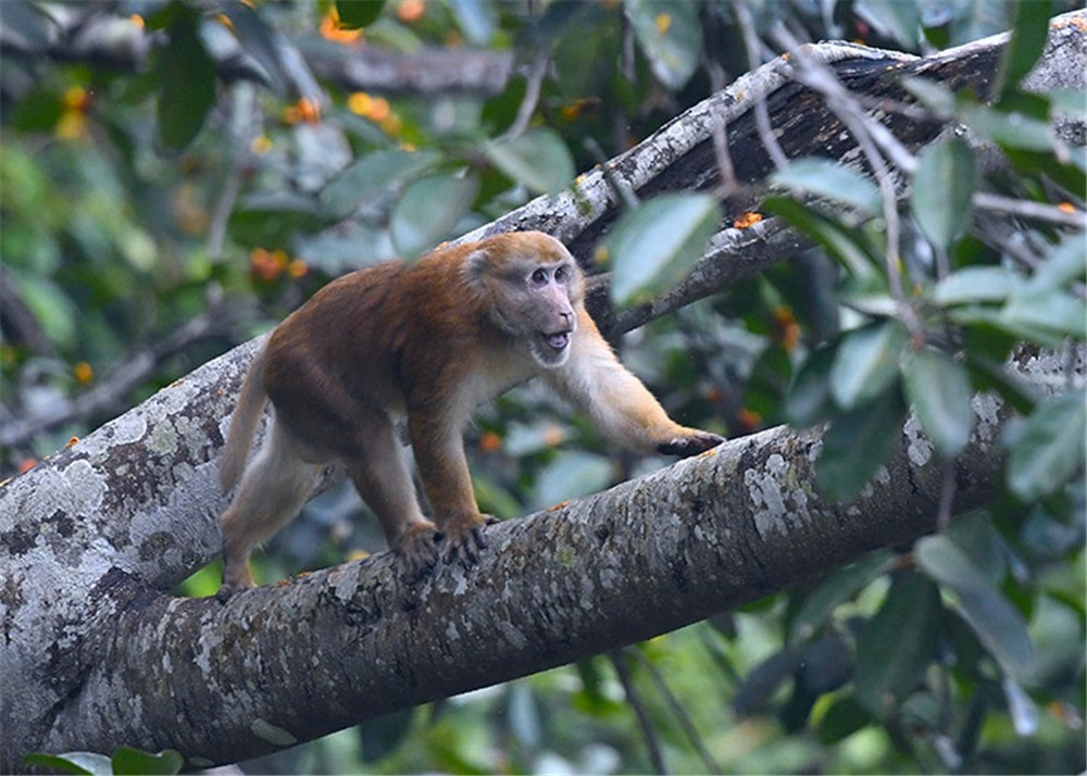 西藏巴松措出现像熊的猴子,头顶上一撮
