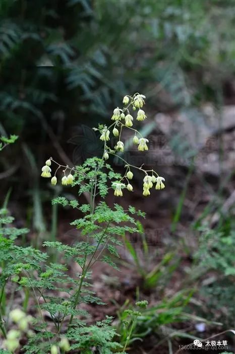 性味功效 《全国中草药汇编》 苦,寒.清热燥湿,泻火解毒.