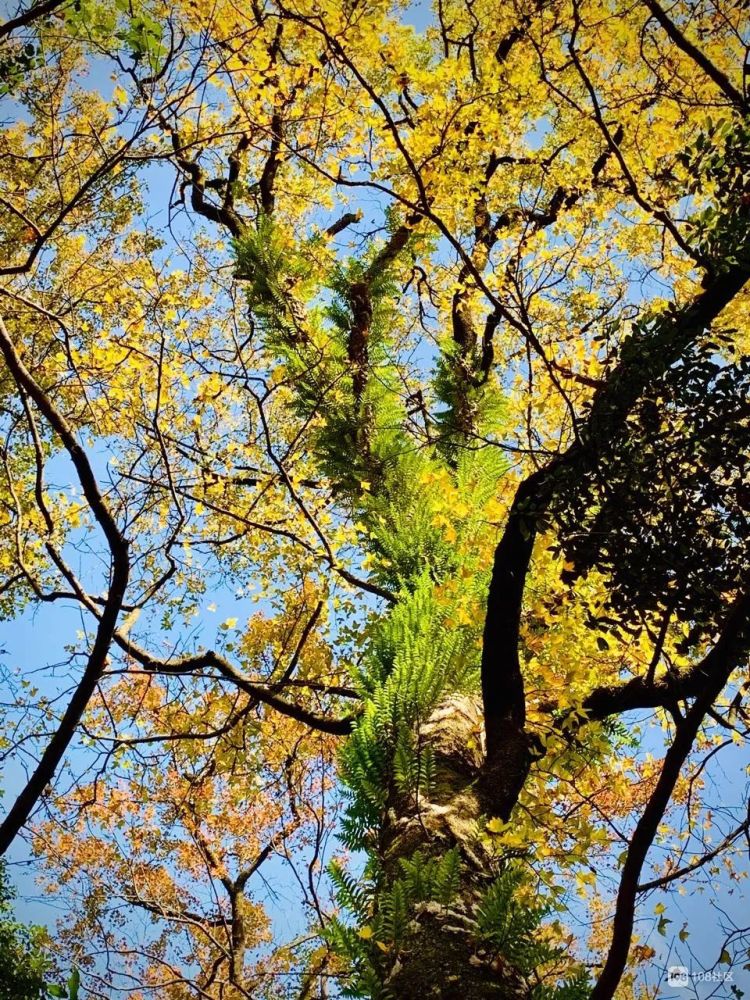 再游东坪走一次古道!风景美如画,如此秋色你心动了吗?