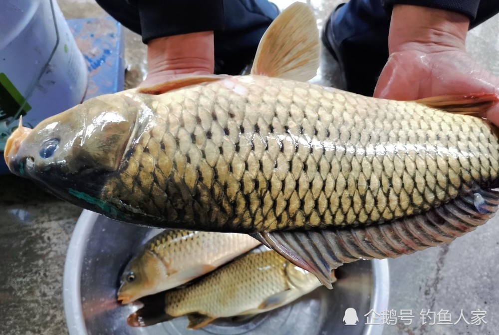 谷麦逗钓法:野钓一条7斤元宝鲤鱼,钓获2盆野生鲤鱼和鲫鱼