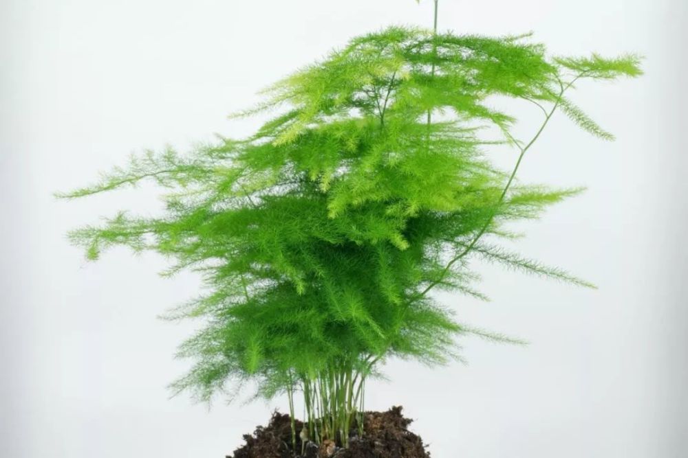 文竹,盆栽,植物,叶子,叶黄
