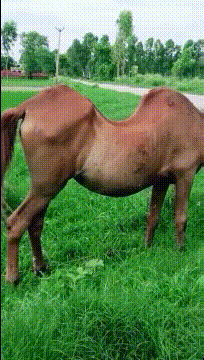 壁纸 动物 马 牛 骑马 204_360 gif 动态图 动图