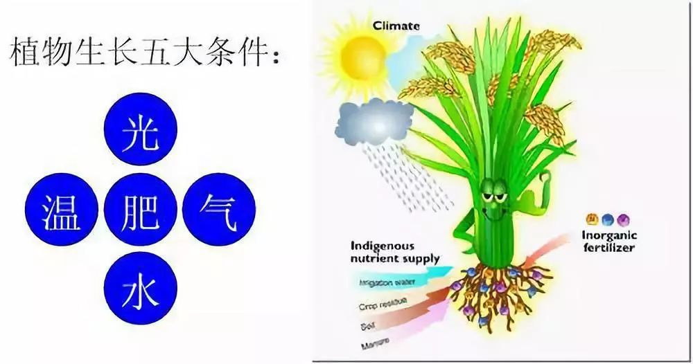 从植物的组成探讨植物生长所需的元素