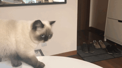 有些时候我们为了不让猫咪打扰我们,或者担心它们在家里搞破坏,会把