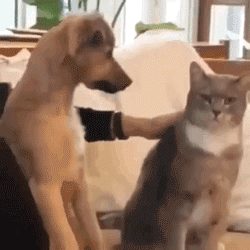 主人伸手想摸猫,狗子把手拉了回来:摸我啊!我还是个宝宝!