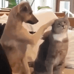 主人伸手想摸猫,狗子把手拉了回来:摸我啊!我还是个宝宝!