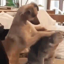 猫咪:莫挨老子!猫咪高贵冷艳,狗子娇气