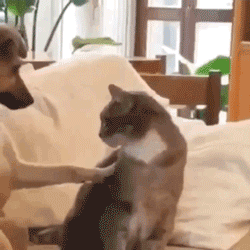 但猫咪不乐意了……没摸两下就开启了啃咬模式,不愧是你,我的狗子!