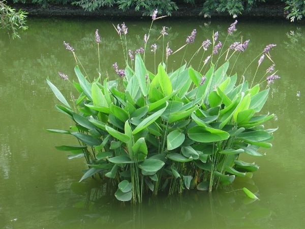 森林康养需要"沾花惹草"系列2-湿地水生植物