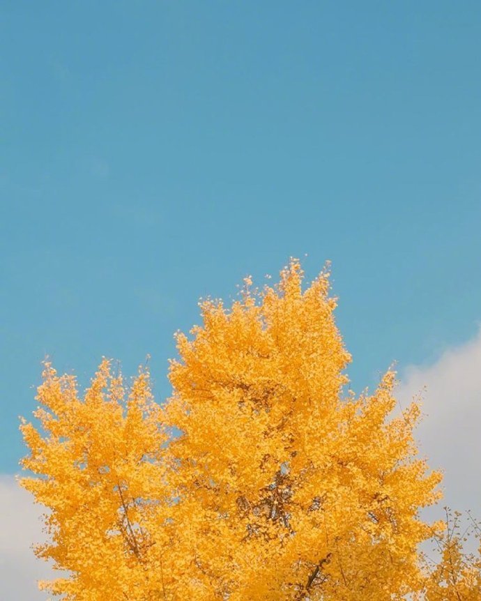 秋天,背景图,落叶,头像,壁纸