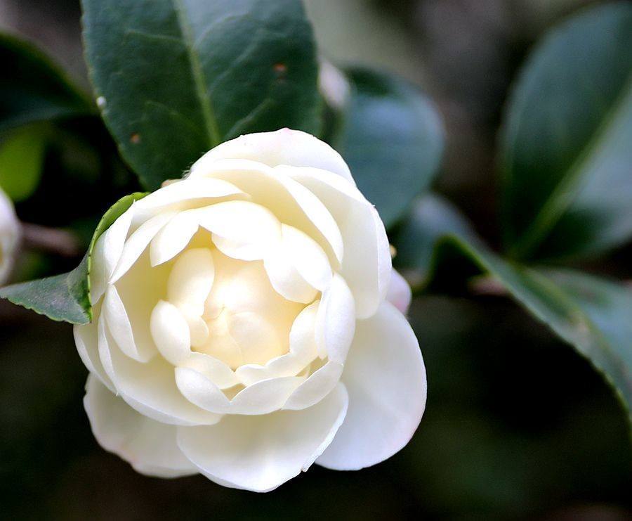 《白山茶》歌曲图片