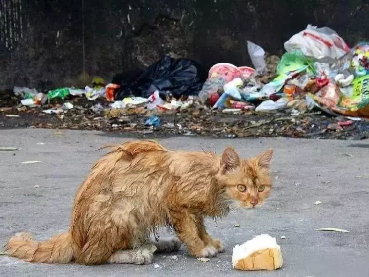 所以他们只好去垃圾桶里寻找一些食物填饱自己的肚子.