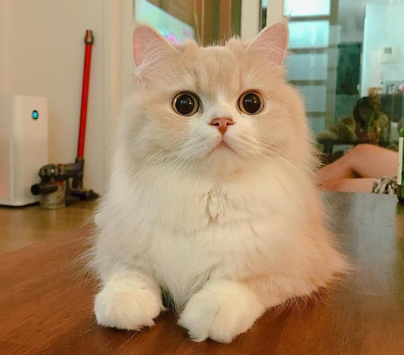 养只"土猫"有什么意思?养"田园猫",到底是得罪谁了?