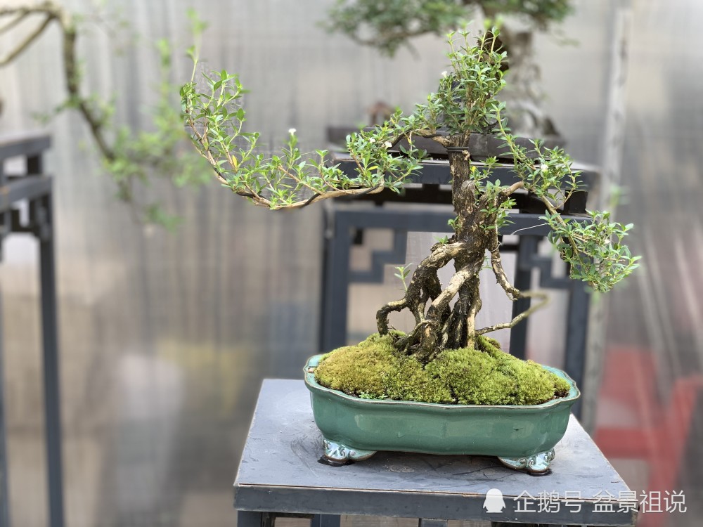 满天星盆景,又名六月雪